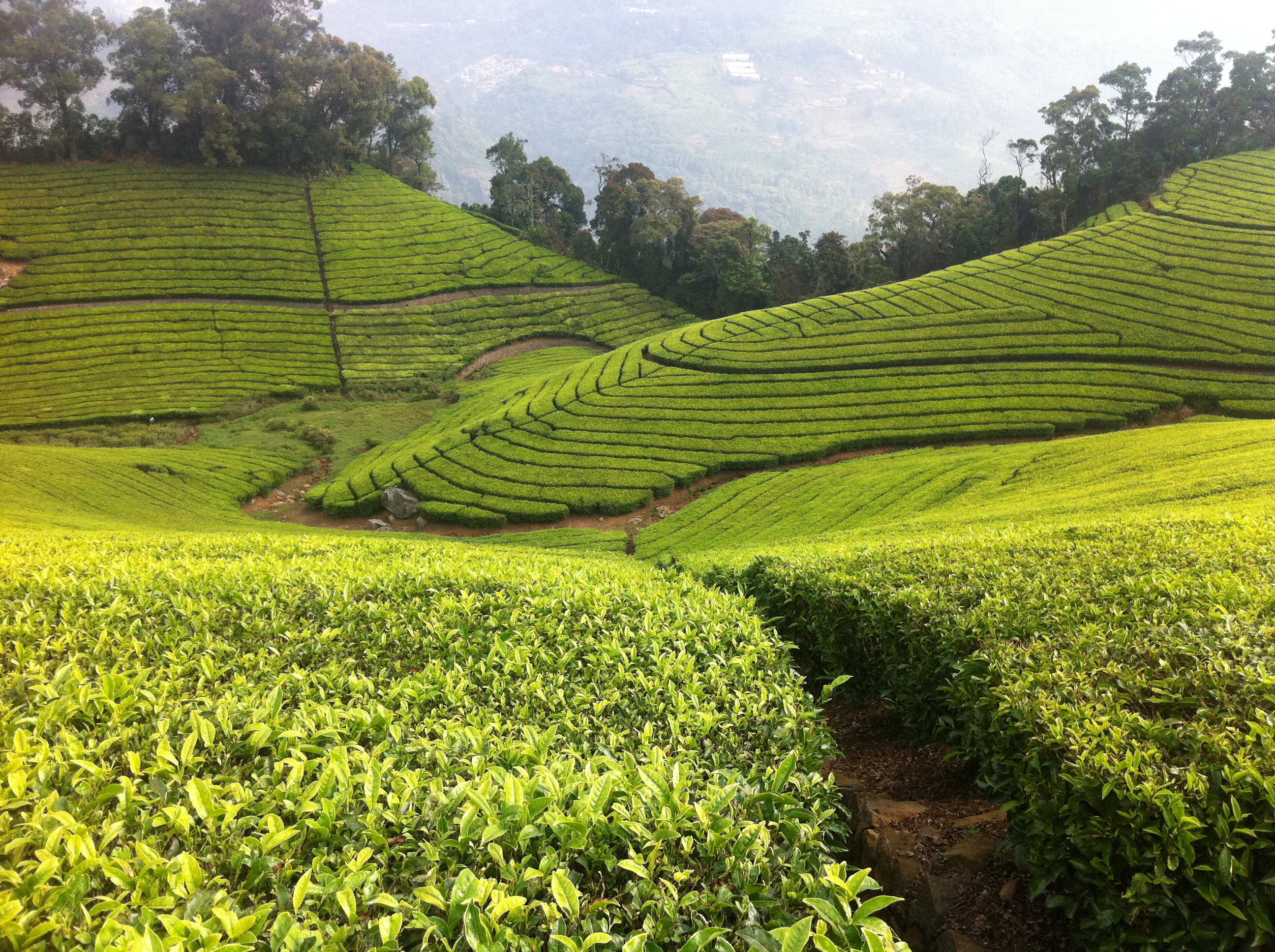 Tea plantation in Assam, India